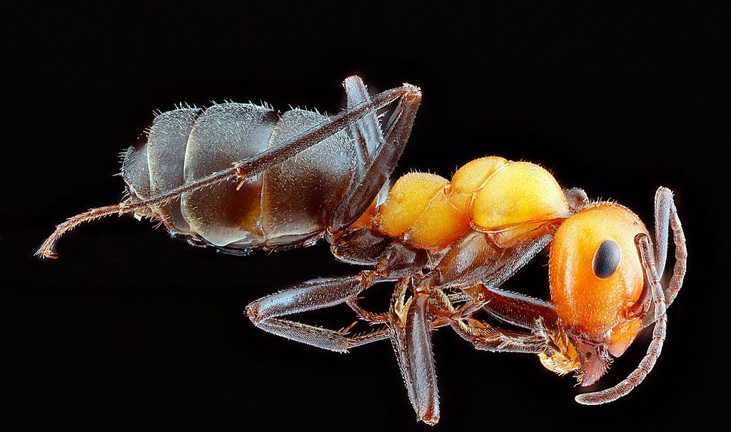 Ant Control service in Wylie, TX