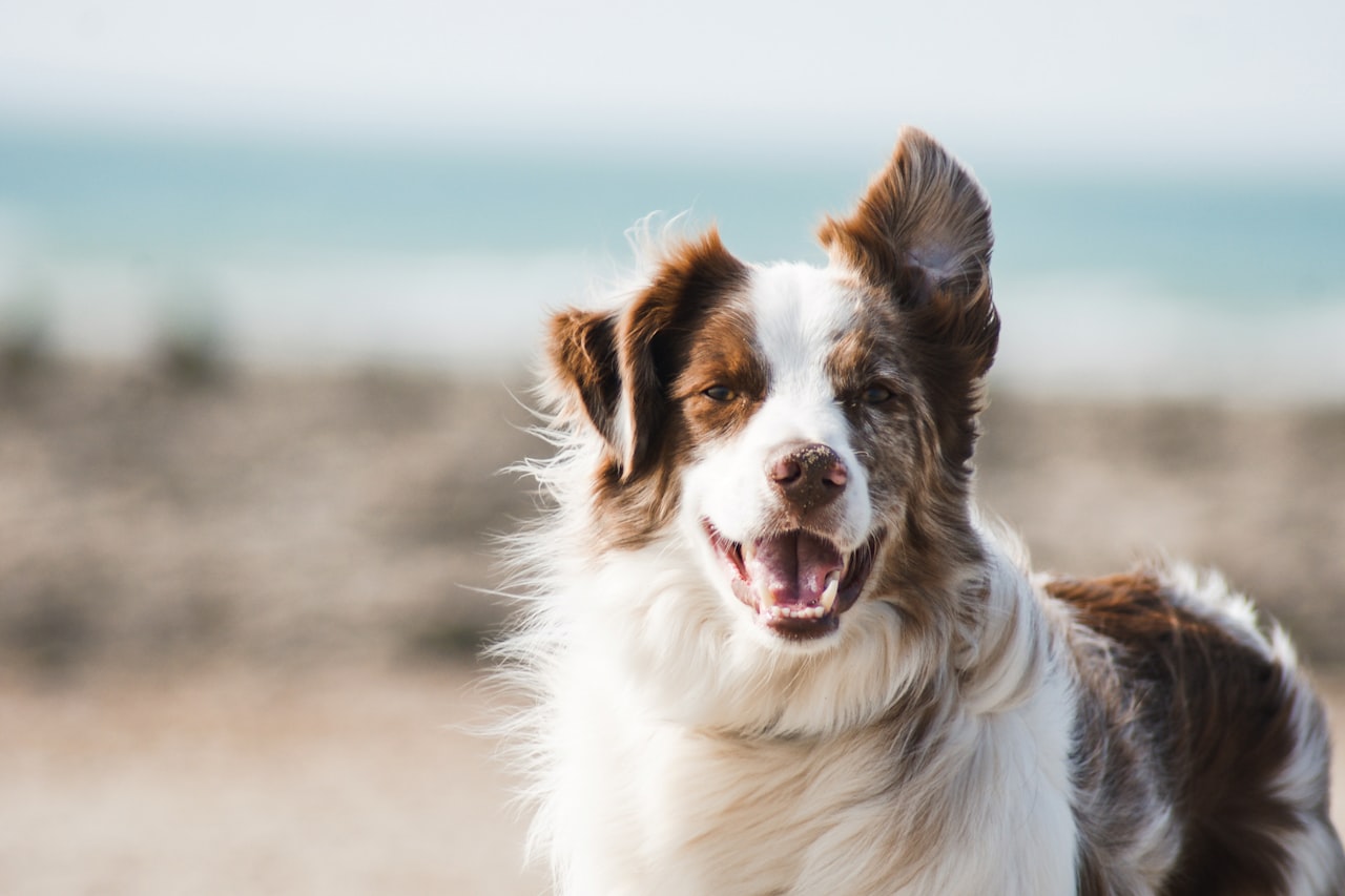 Flea & Tick Control service in Wylie, TX