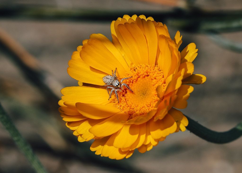 Spider Control service in Wylie, TX